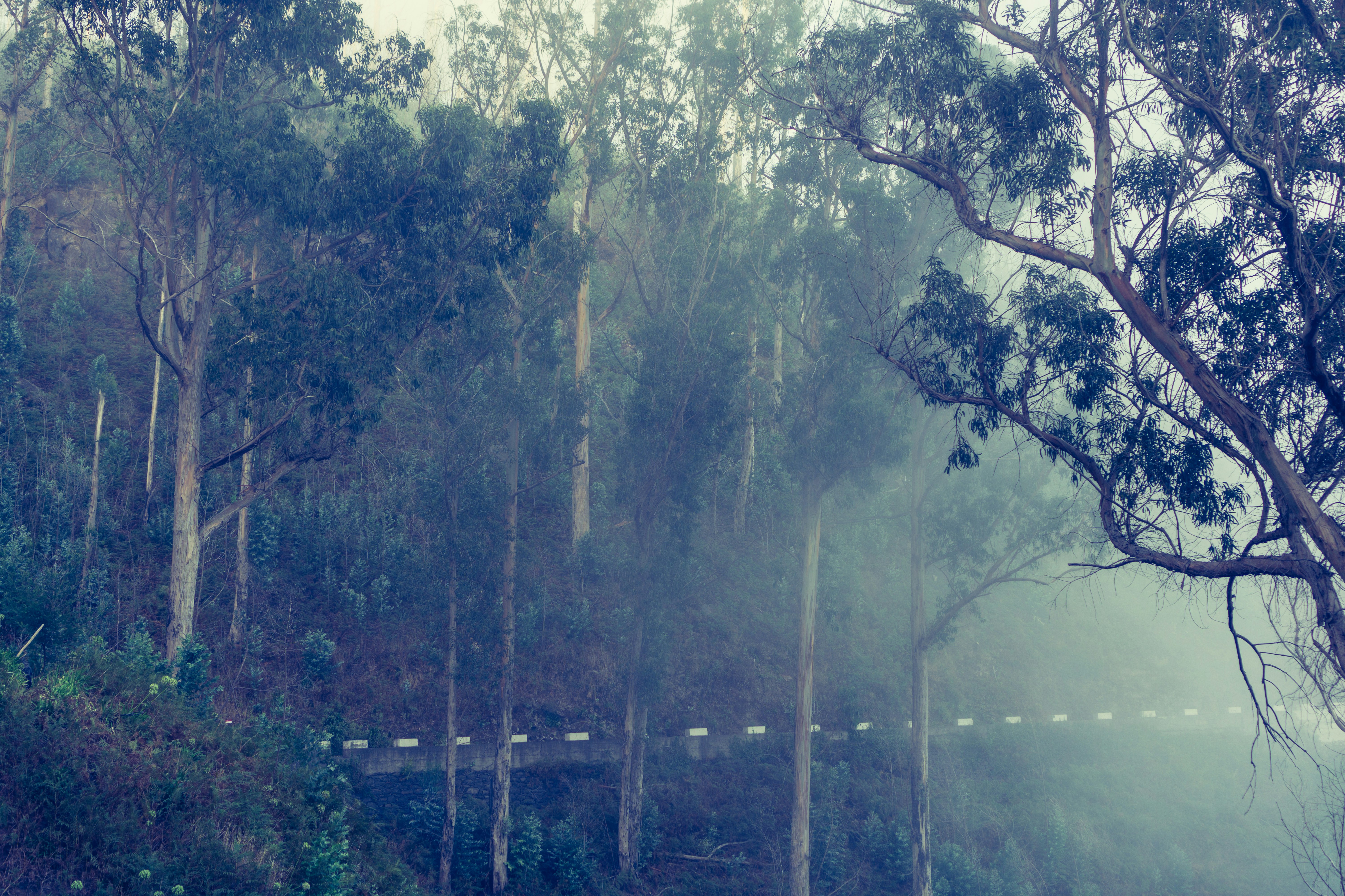 Coonoor misty forest