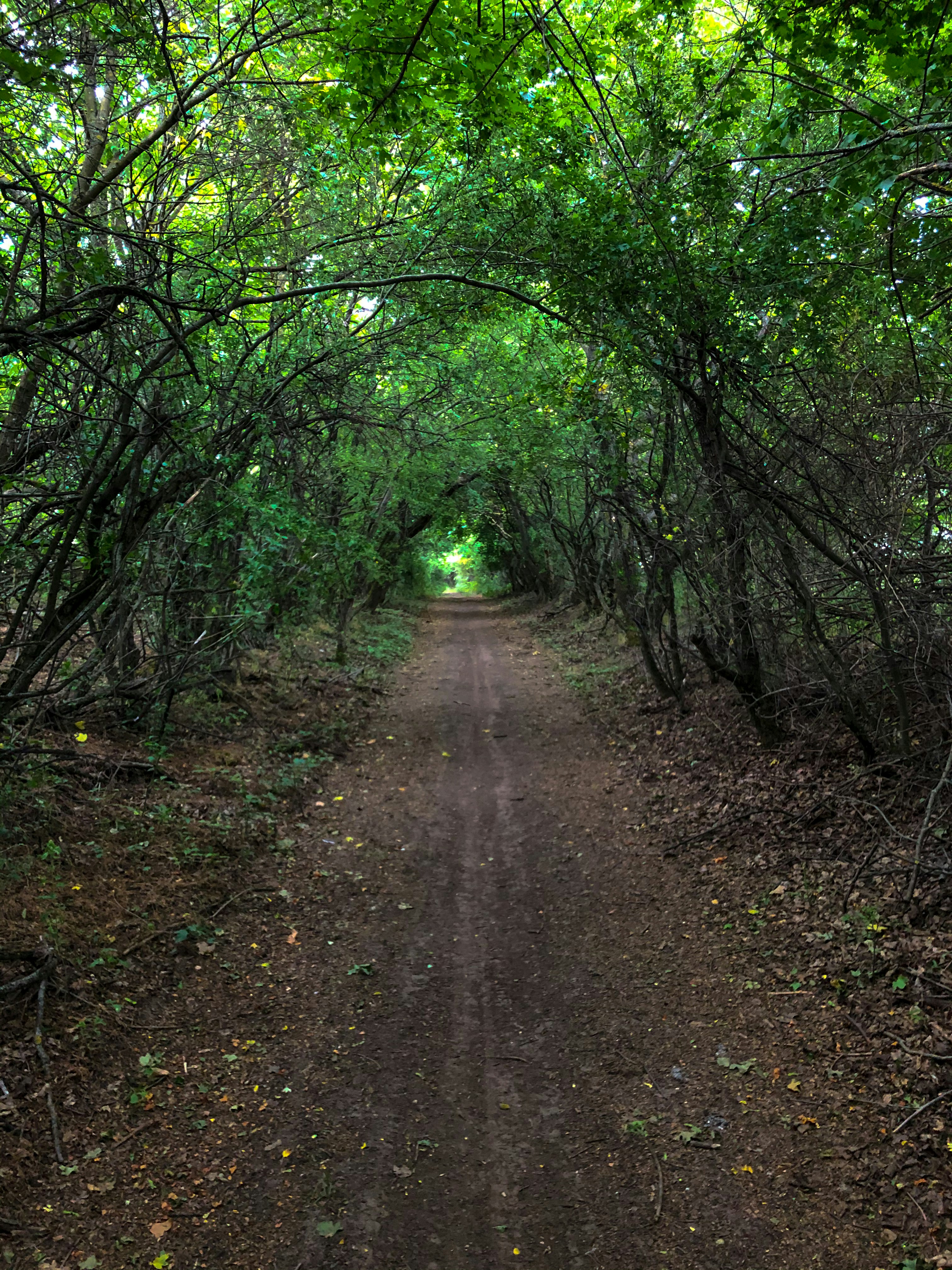 Pench, Madhya Pradesh gallery image 4