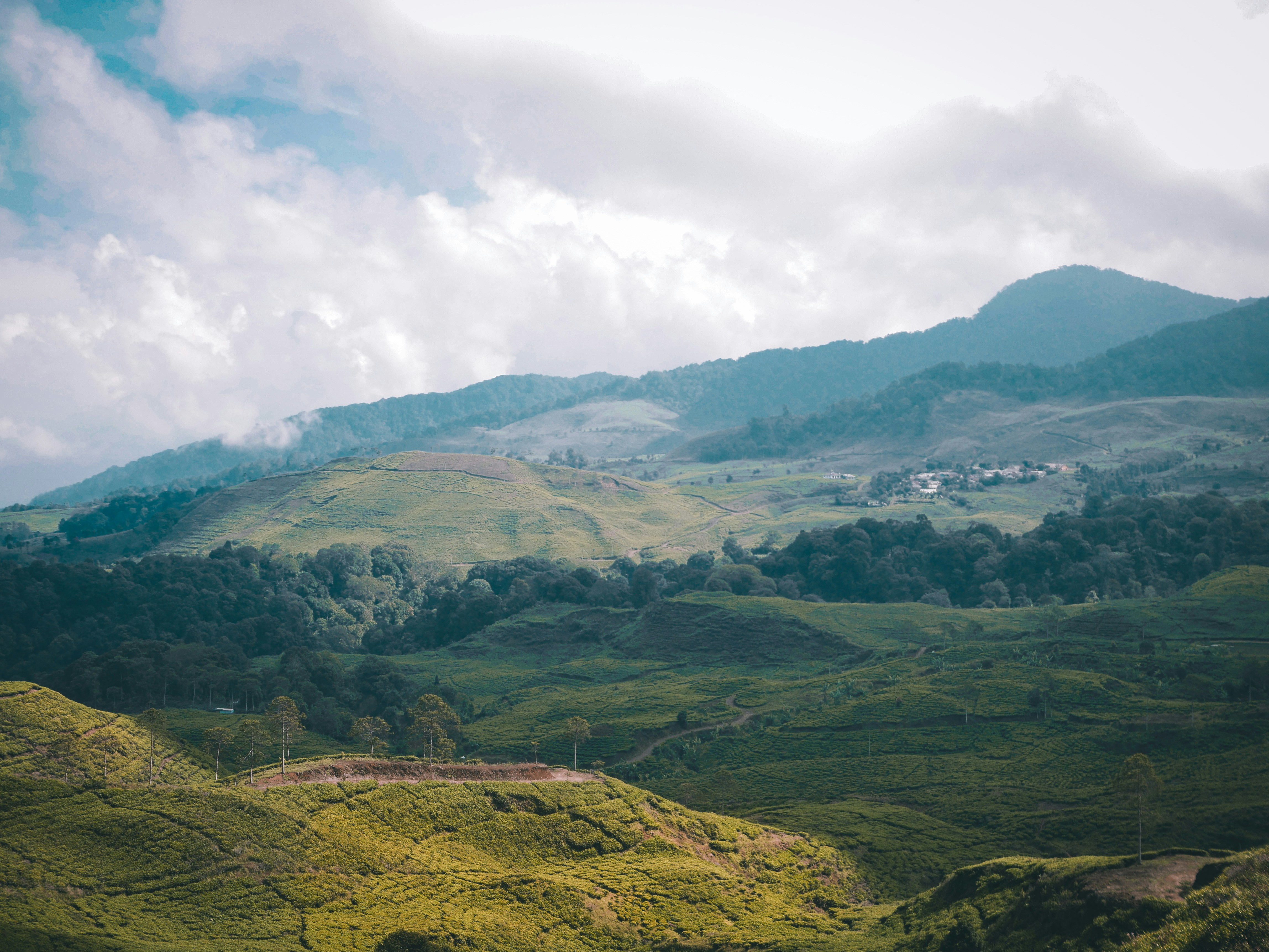 Munnar tea estate