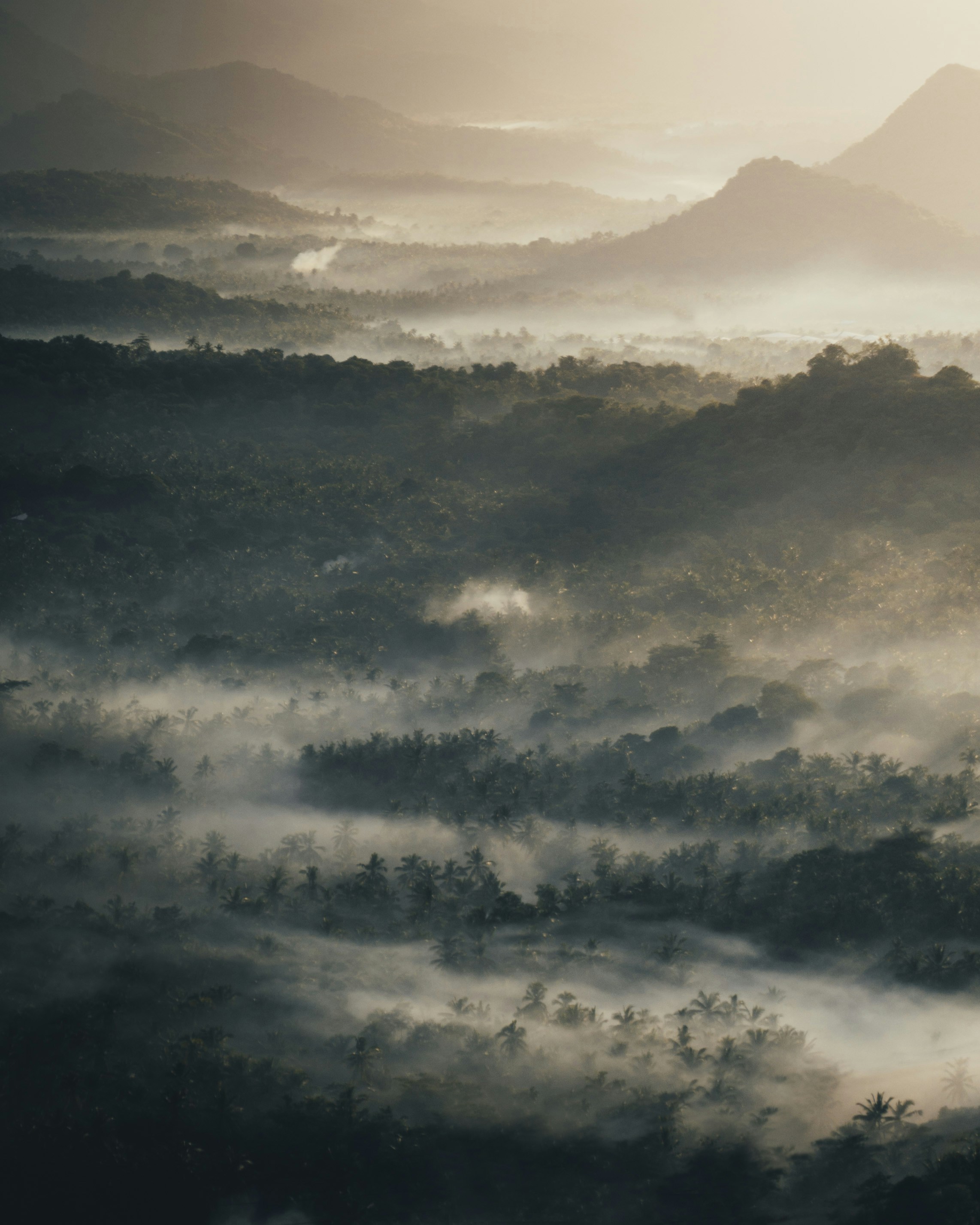 Munnar, Kerala gallery image 5
