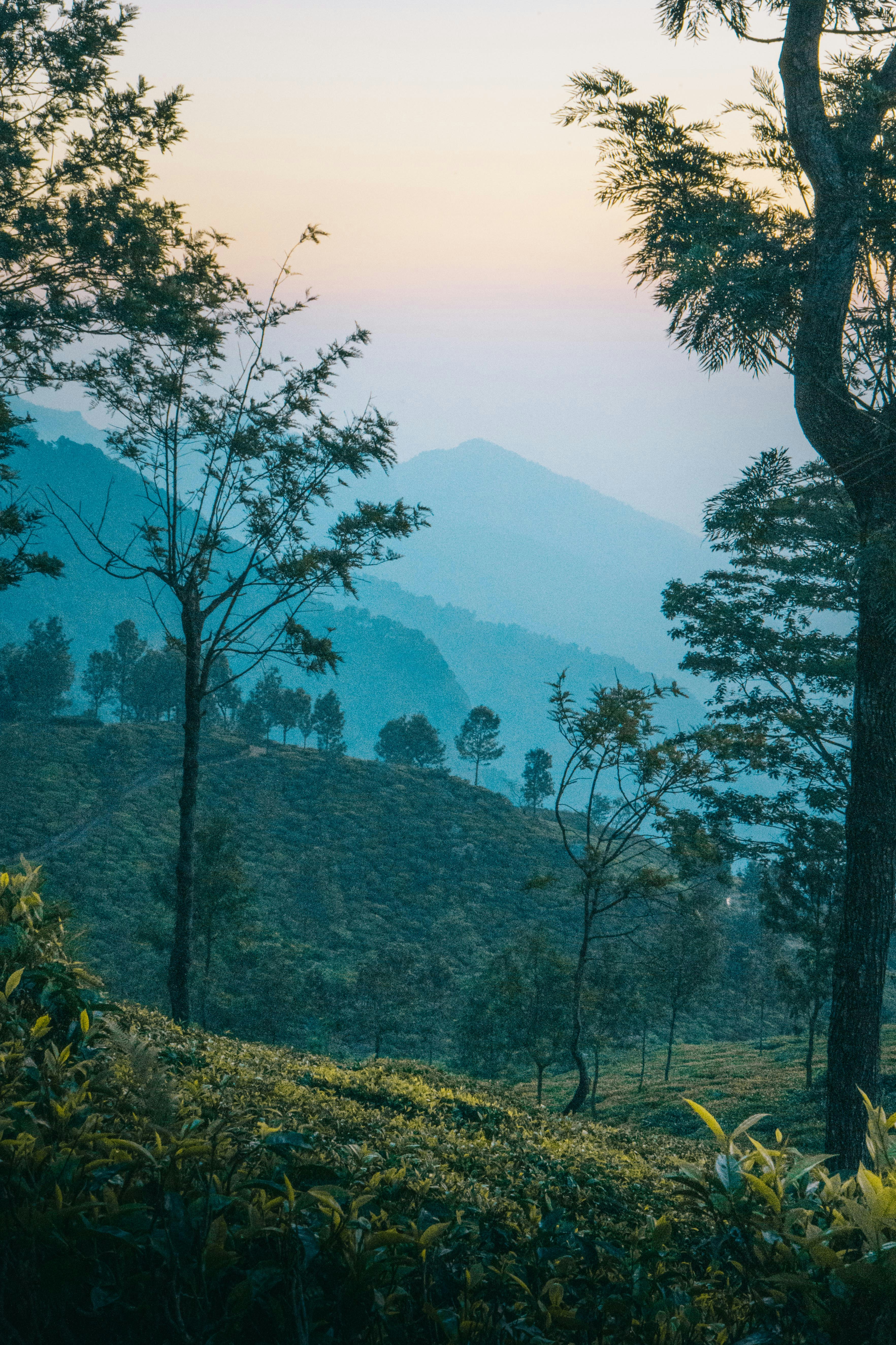 Coonoor Nilgiri tea estate with lush green terraced tea gardens and misty blue mountains at sunrise