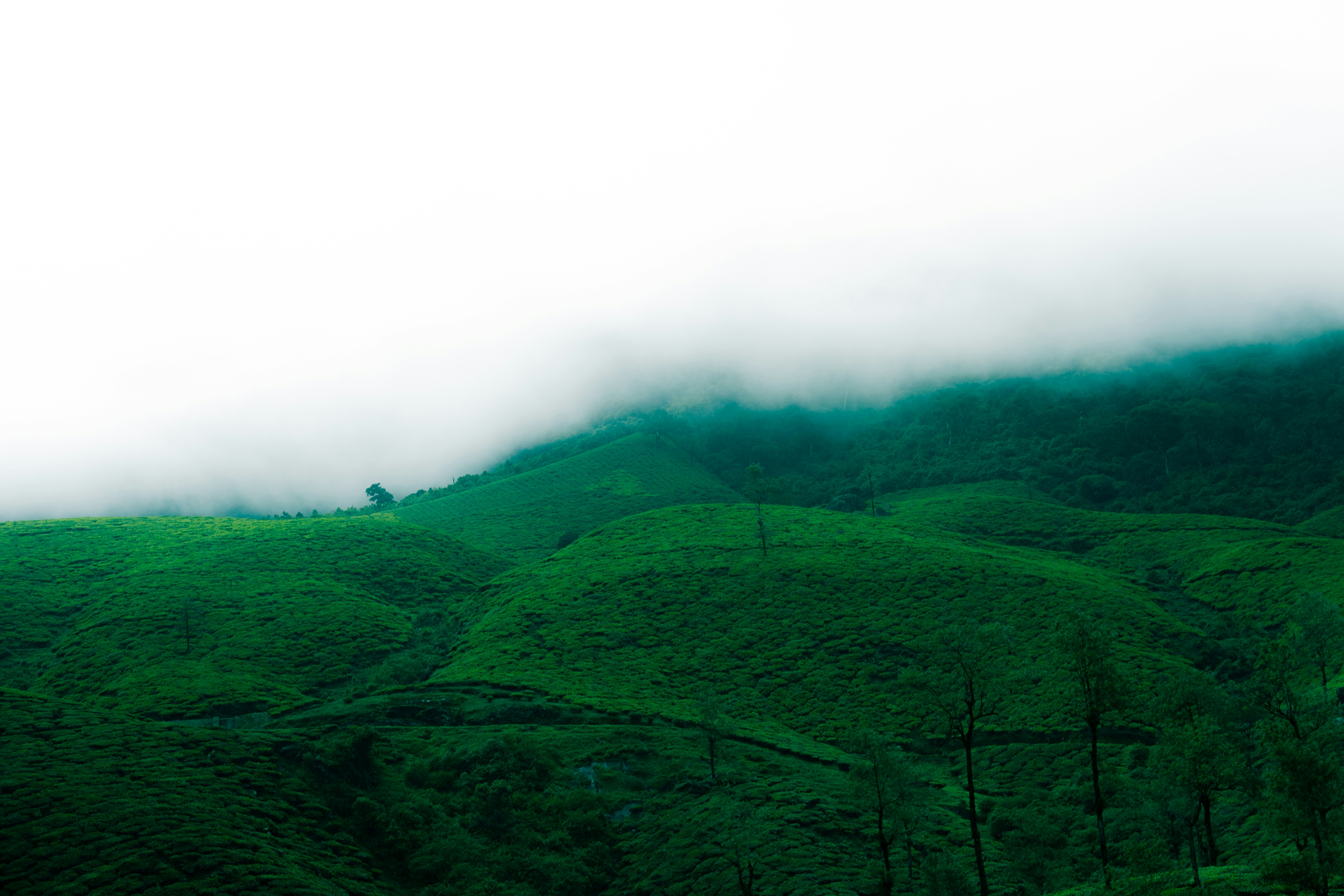 Munnar, Kerala gallery image 1