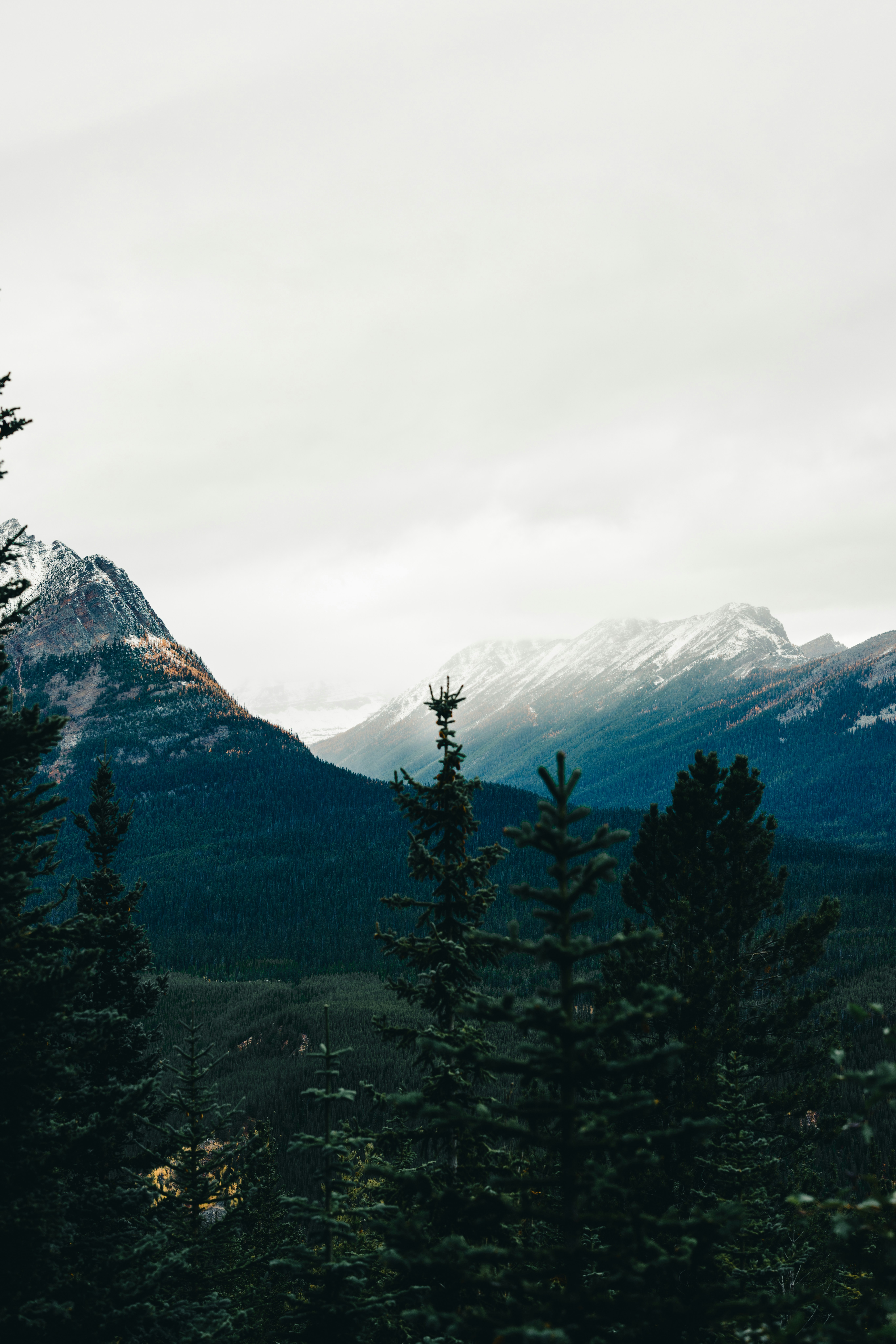 Snow-capped Himalayan peaks with pine forests